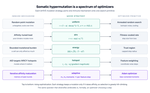 Somatic Hypermutation Is an Optimizer