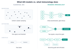 The Immune System Was the Original Learning Machine. Why Don't Our Algorithms Act Like It?