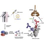 SARS-CoV-2 mRNA vaccination induces functionally diverse antibodies to NTD, RBD, and S2
