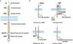 ROR1, an embryonic protein with an emerging role in cancer biology