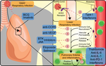 Repurposing Anti-Cancer Drugs for COVID-19 Treatment