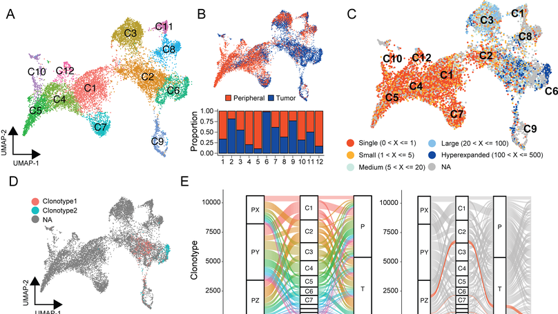 scRepertoire: An R-based toolkit for single-cell immune receptor analysis