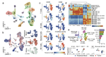 Mapping the immune environment in clear cell renal carcinoma by single-cell genomics