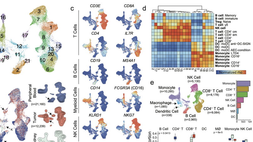 Mapping the immune environment in clear cell renal carcinoma by single-cell genomics