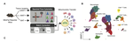 Dietary lipids inhibit mitochondria transfer to macrophages to divert adipocyte-derived mitochondria into the blood