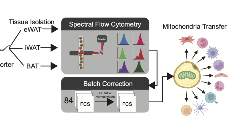 Dietary lipids inhibit mitochondria transfer to macrophages to divert adipocyte-derived mitochondria into the blood