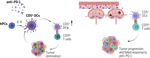 CD5 expression by dendritic cells directs T cell immunity and sustains immunotherapy responses