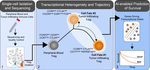 CD177 modulates the function and homeostasis of tumor-infiltrating regulatory T cells