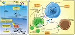 Therapeutic potential of combining PARP inhibitor and immunotherapy in solid tumors